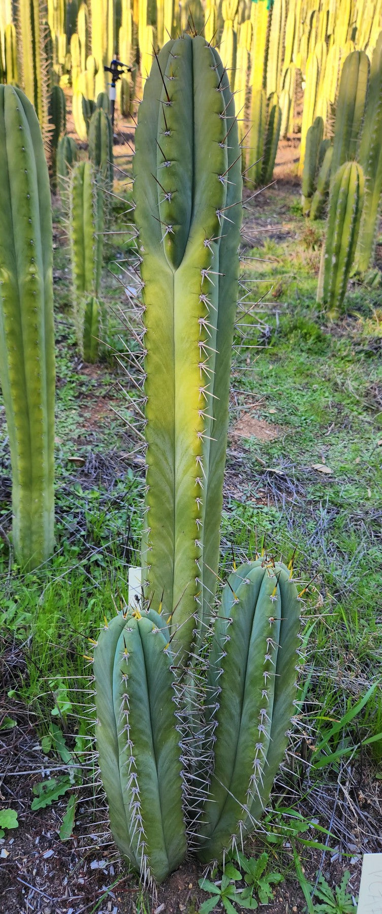 #EC69 EXACT Trichocereus Peruvianus Victoria Cactus Cutting 7-8"-Cactus - Large - Exact-The Succulent Source
