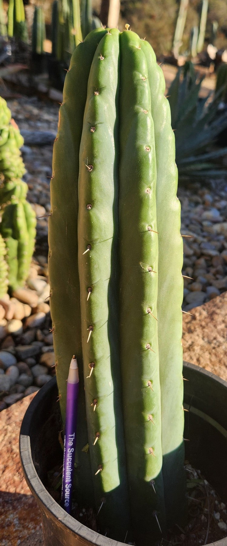 #EC70 EXACT Trichocereus Pachanoi ECK cactus 14"-Cactus - Large - Exact-The Succulent Source