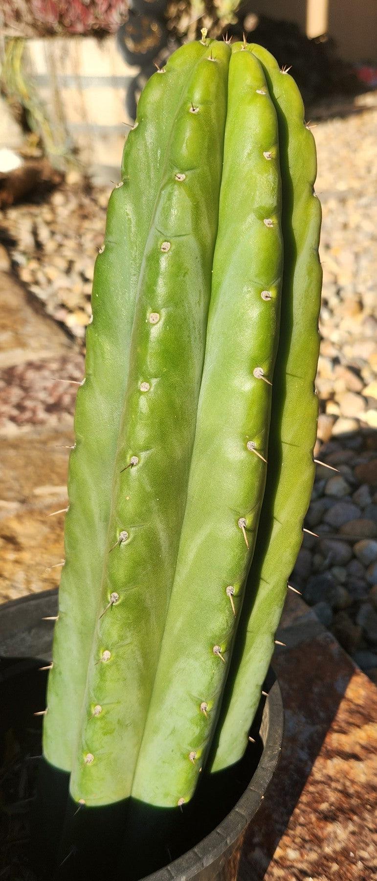 #EC70 EXACT Trichocereus Pachanoi ECK cactus 14"-Cactus - Large - Exact-The Succulent Source