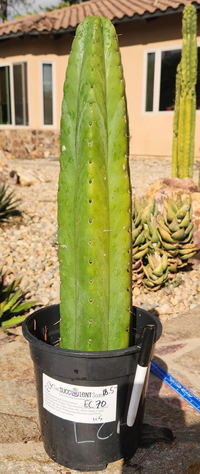 #EC70 EXACT Trichocereus Pachanoi ECK cactus 18.5"-Cactus - Large - Exact-The Succulent Source