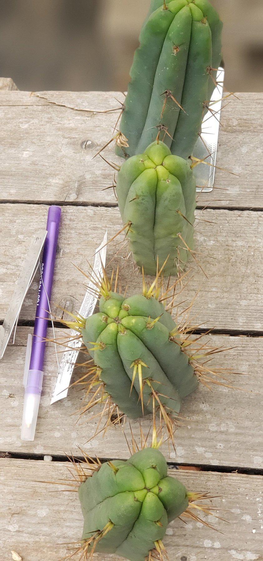 #EC72 EXACT Trichocereus Bridgesii Cactus Cutting 5-6"-Cactus - Large - Exact-The Succulent Source