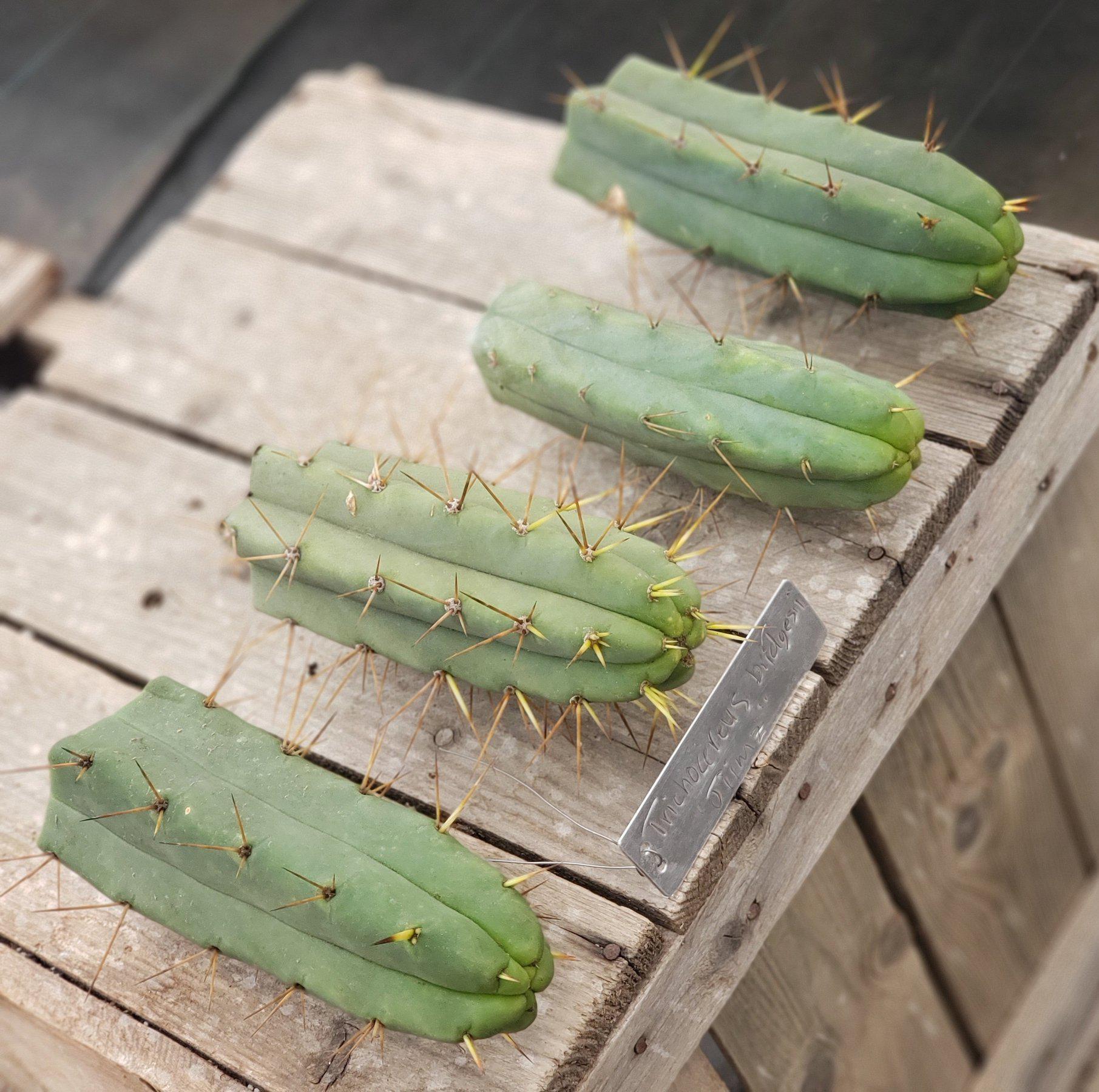 #EC72 EXACT Trichocereus Bridgesii Cactus Cutting 5-6"-Cactus - Large - Exact-The Succulent Source