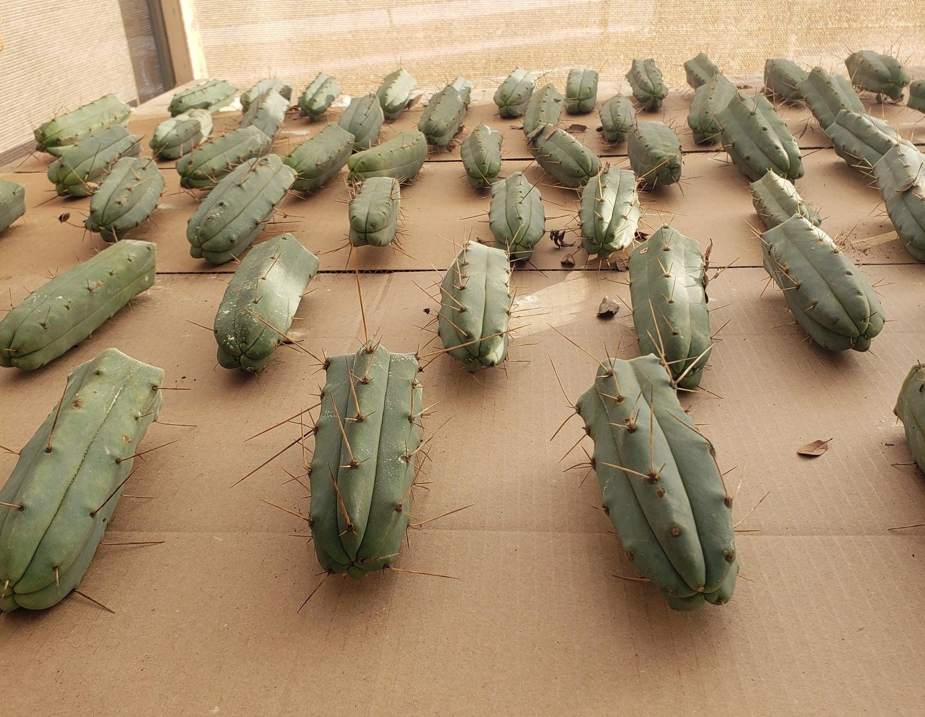 #EC72 EXACT Trichocereus Bridgesii Cactus Cutting 5-6"-Cactus - Large - Exact-The Succulent Source