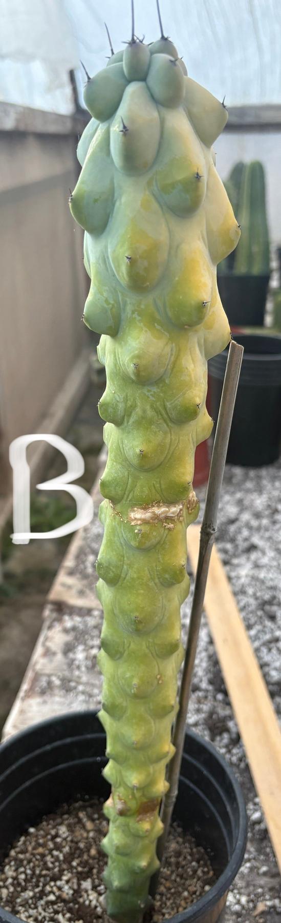 #EC73 Myrtillocactus Boobie Cactus 15-18” Potted in 1 gallon-Cactus - Large - Exact-The Succulent Source