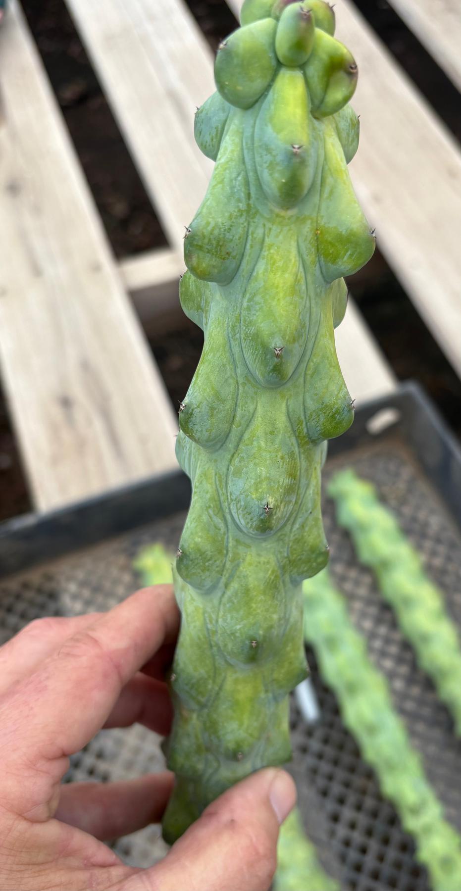 booby succulent EC73 Myrtillocactus Boobie Cactus 15-18” Potted in 1 gallon