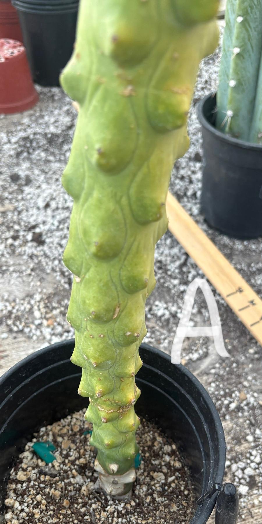 boobie succulent #EC73 Myrtillocactus Boobie Cactus 15-18” Potted in 1 gallon