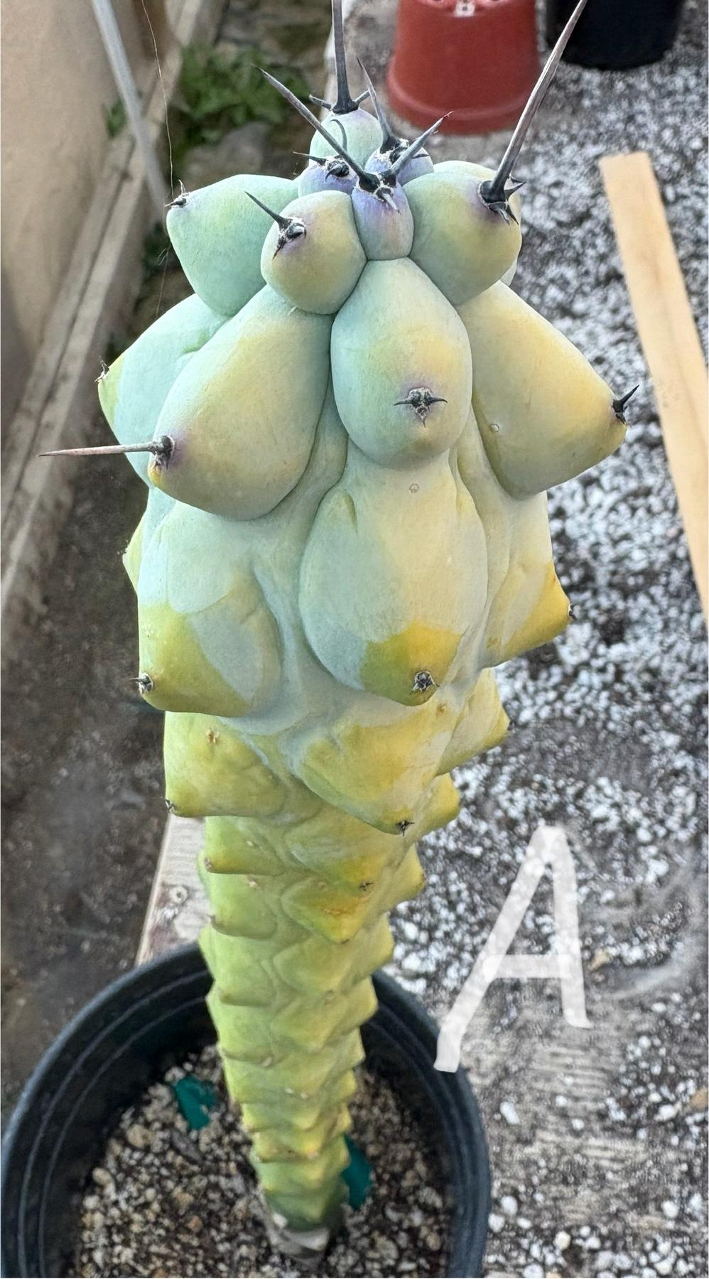 booby succulent #EC73 Myrtillocactus Boobie Cactus 15-18” Potted in 1 gallon