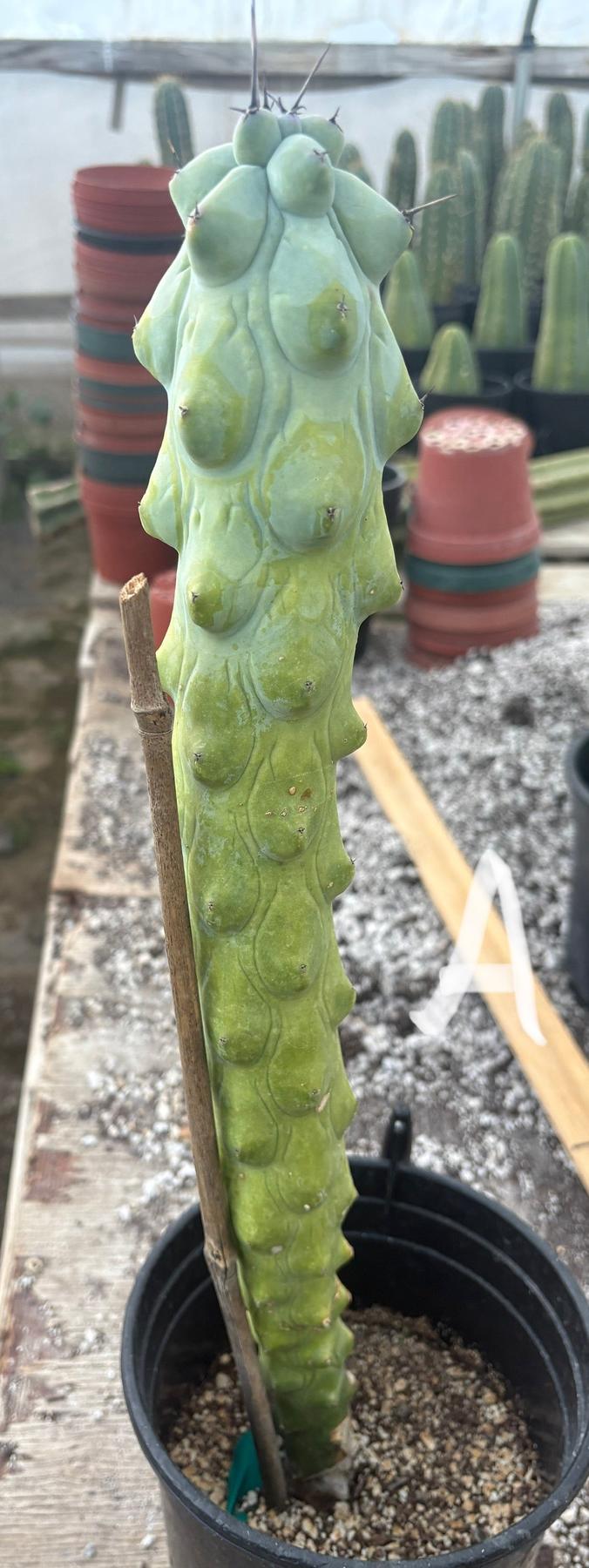 #EC73 Myrtillocactus Boobie Cactus 15-18” Potted in 1 gallon-Cactus - Large - Exact-The Succulent Source