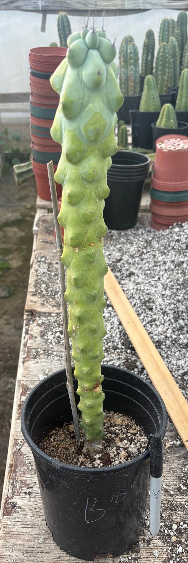 #EC73 Myrtillocactus Boobie Cactus 15-18” Potted in 1 gallon-Cactus - Large - Exact-The Succulent Source