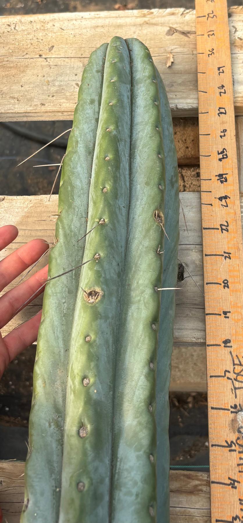 #EC74 EXACT Trichocereus Bridgesii 29” Cutting-Cactus - Large - Exact-The Succulent Source