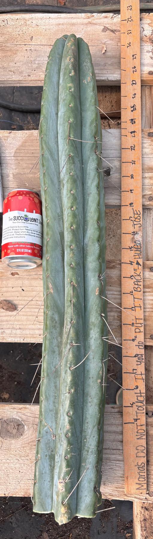 #EC74 EXACT Trichocereus Bridgesii 29” Cutting-Cactus - Large - Exact-The Succulent Source