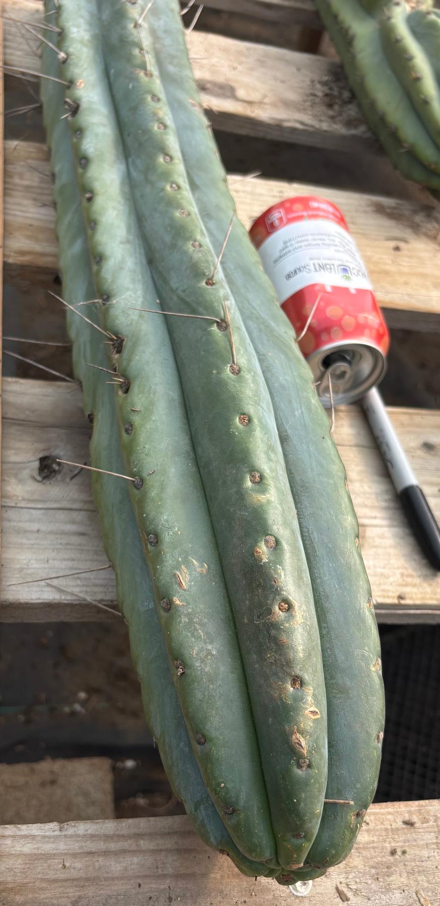 #EC74 EXACT Trichocereus Bridgesii 29” Cutting-Cactus - Large - Exact-The Succulent Source