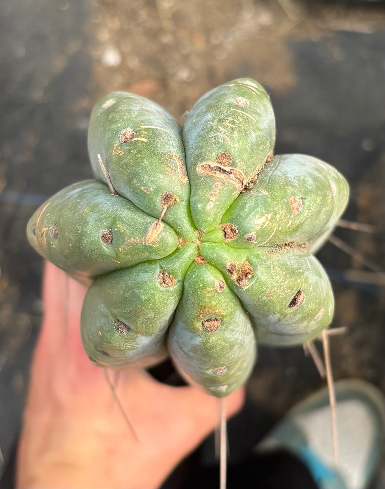 #EC74 EXACT Trichocereus Bridgesii 29” Cutting-Cactus - Large - Exact-The Succulent Source