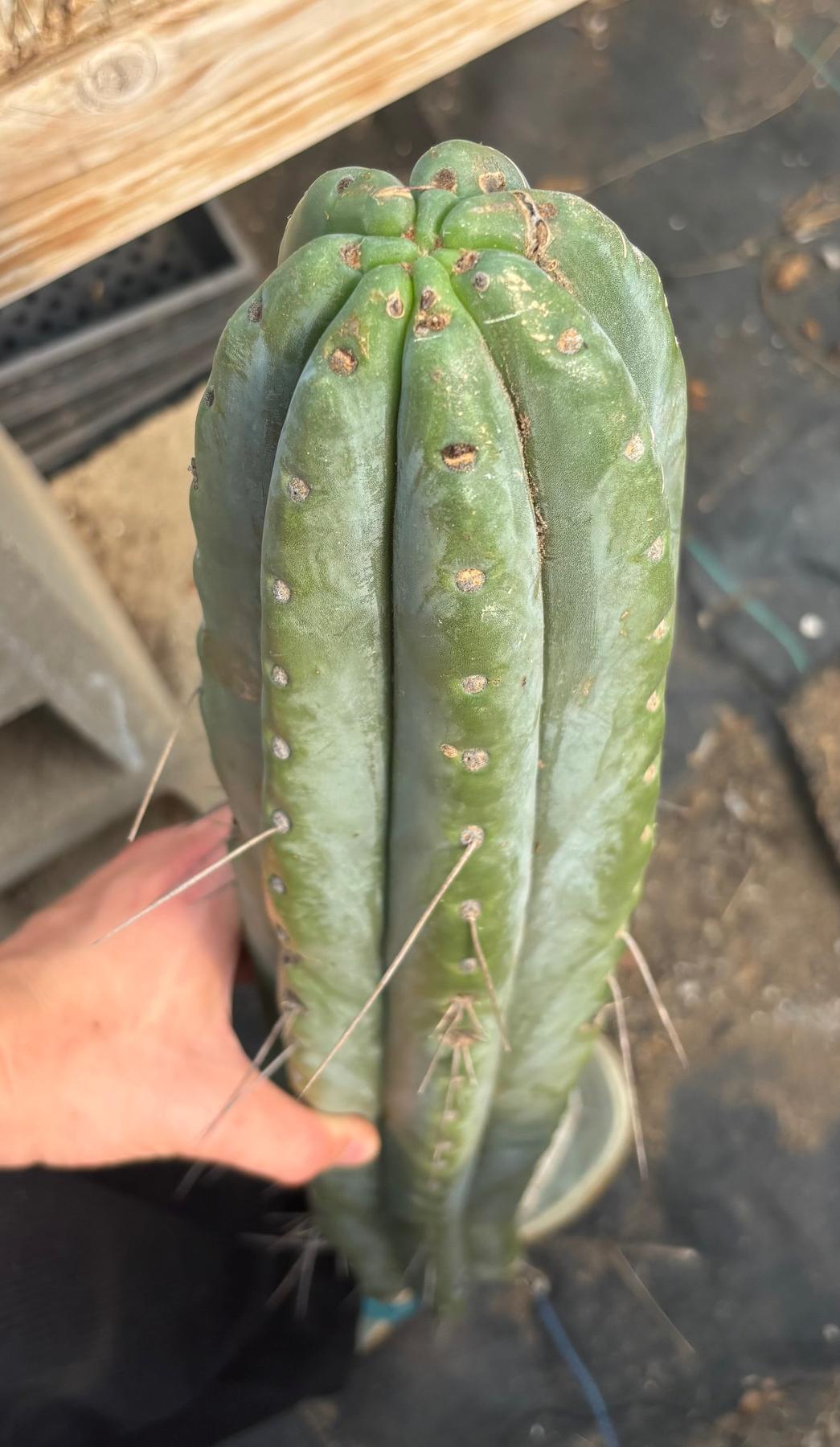 #EC74 EXACT Trichocereus Bridgesii 29” Cutting-Cactus - Large - Exact-The Succulent Source