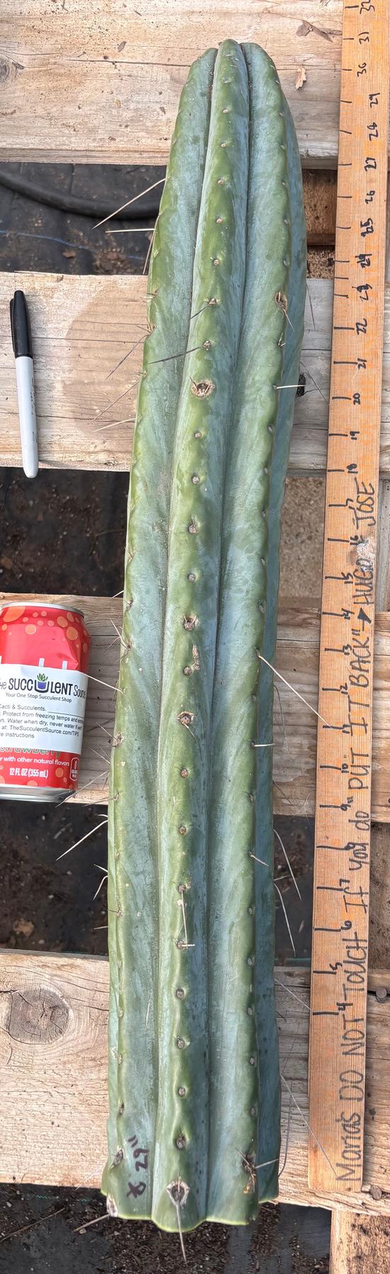 #EC74 EXACT Trichocereus Bridgesii 29” Cutting-Cactus - Large - Exact-The Succulent Source