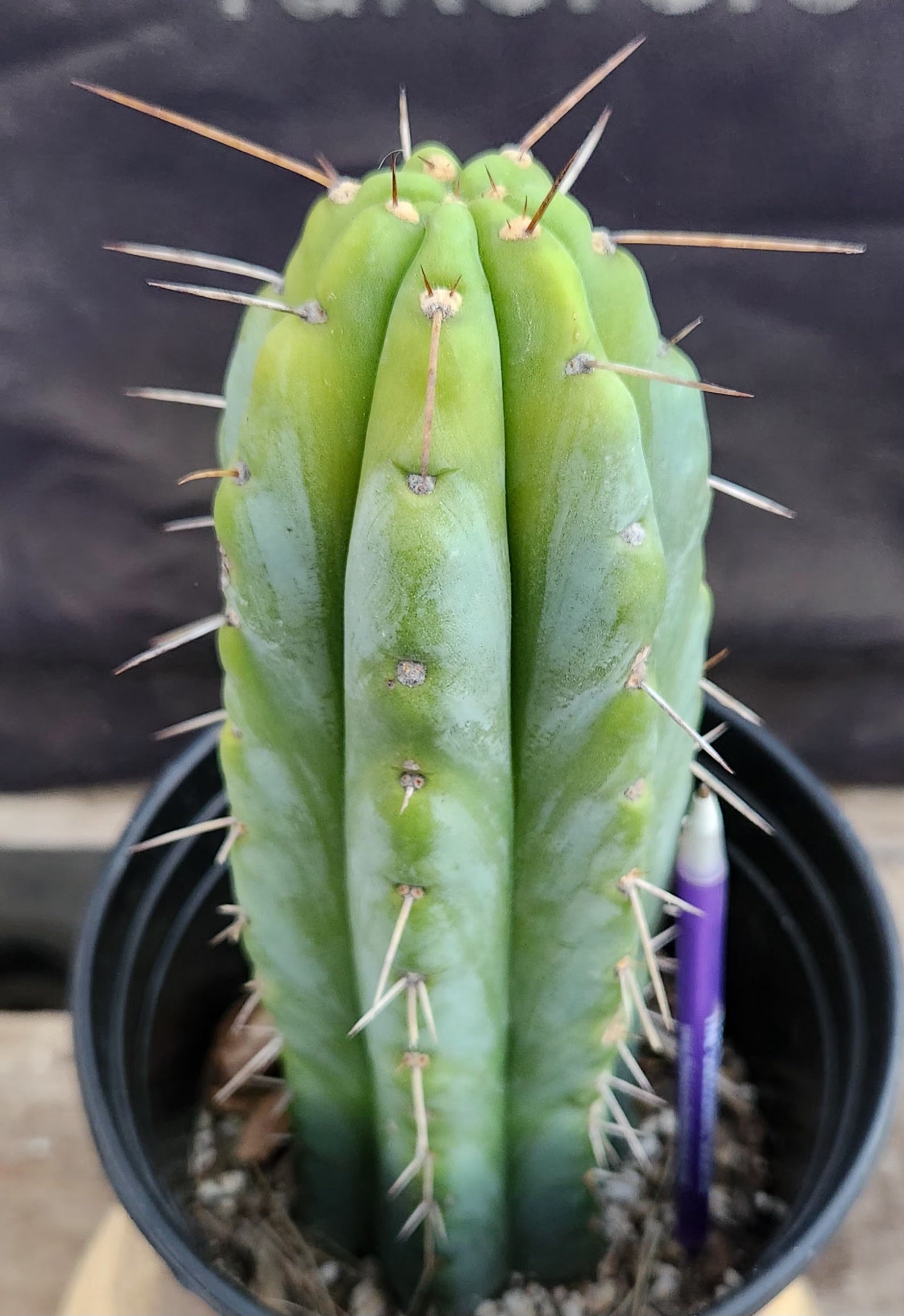 #EC74 EXACT Trichocereus Bridgesii JADA Cactus 10.5”-Cactus - Large - Exact-The Succulent Source