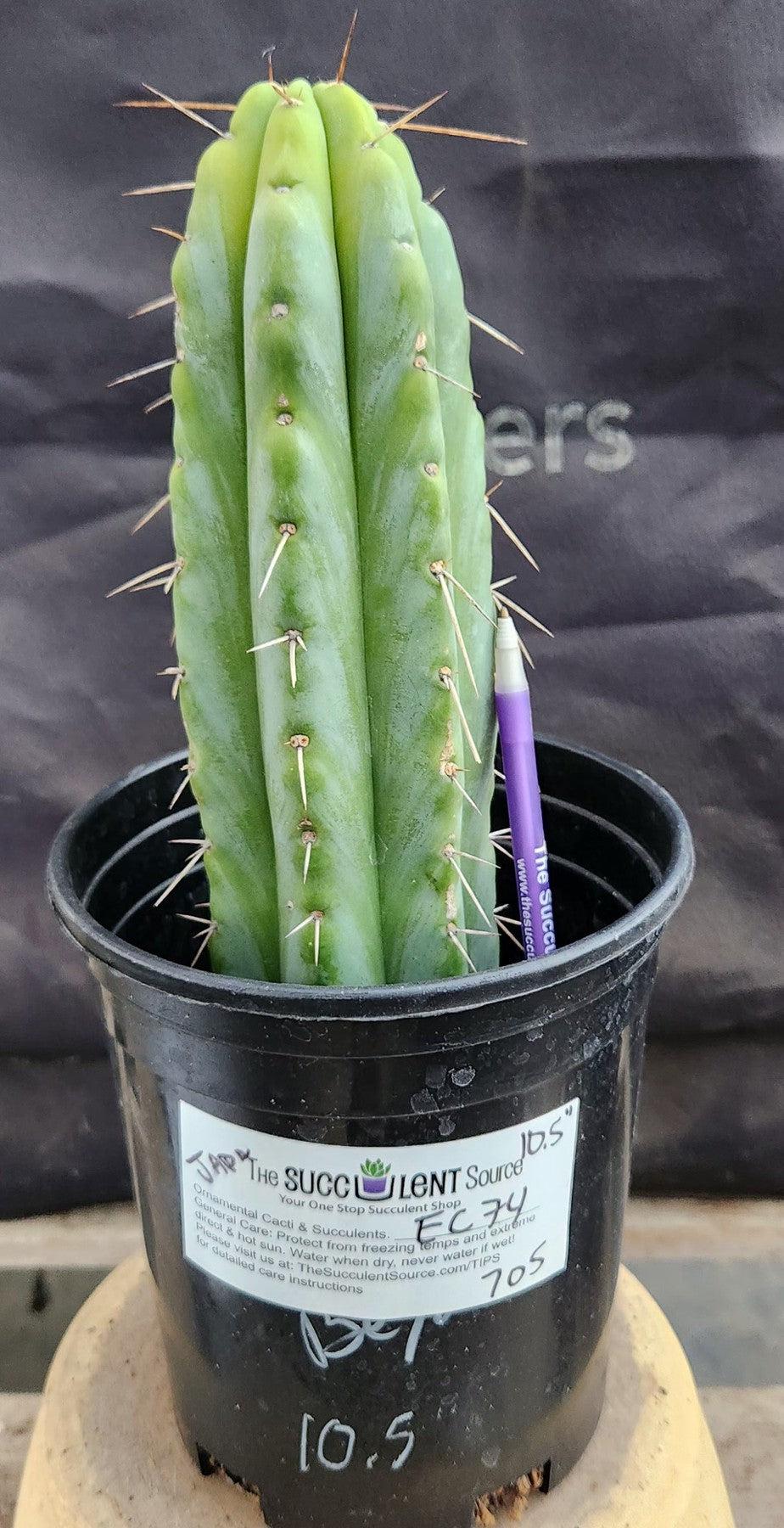 #EC74 EXACT Trichocereus Bridgesii JADA Cactus 10.5”-Cactus - Large - Exact-The Succulent Source