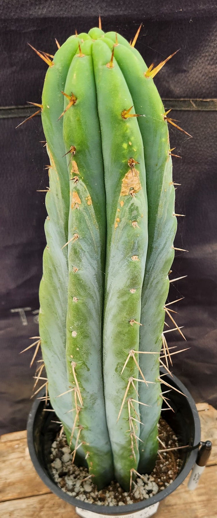 #EC74 EXACT Trichocereus Bridgesii JADA Cactus 19”-Cactus - Large - Exact-The Succulent Source