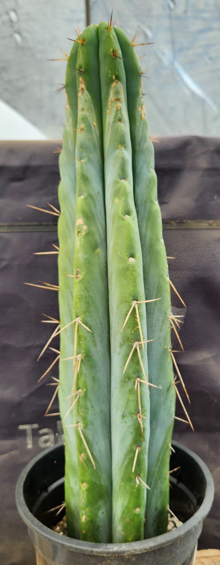 #EC74 EXACT Trichocereus Bridgesii JADA Cactus 19”-Cactus - Large - Exact-The Succulent Source
