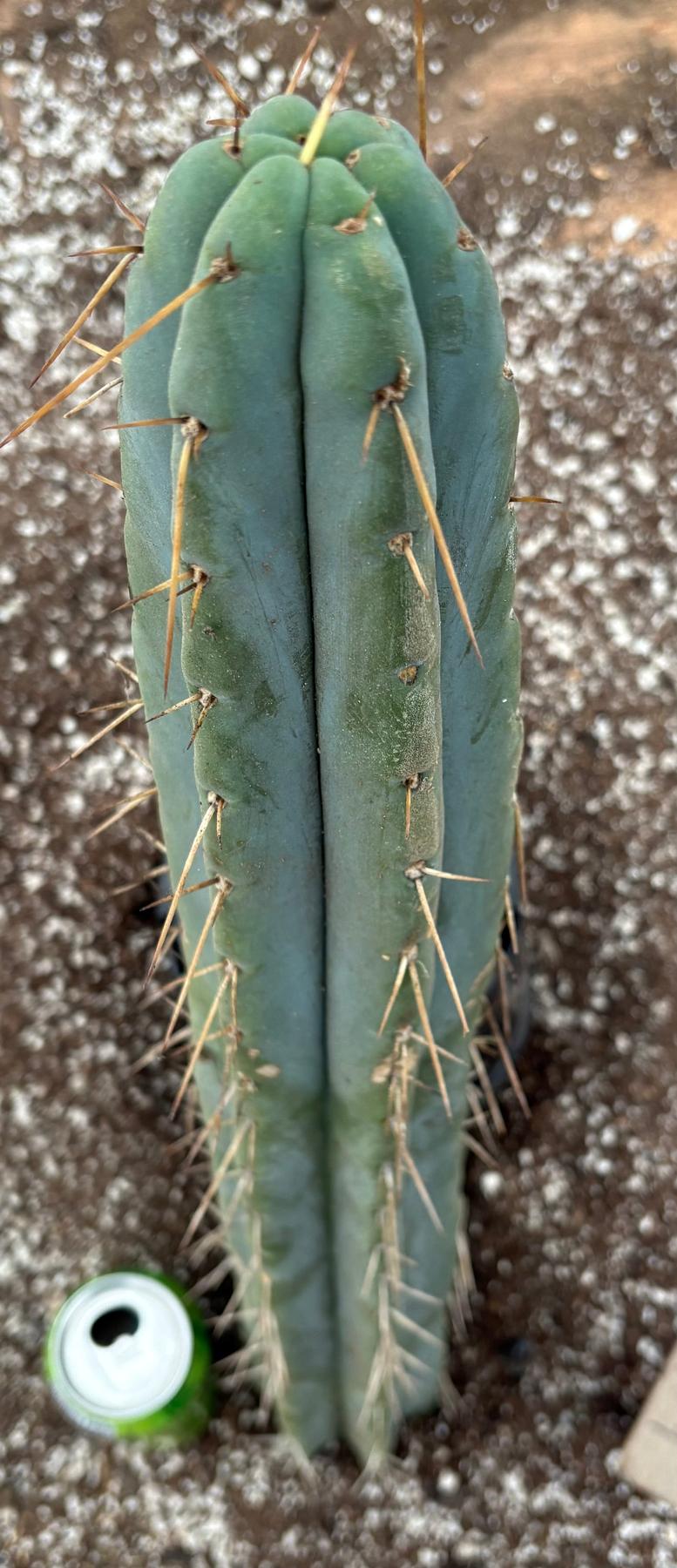 #EC74 EXACT Trichocereus Bridgesii JADA Cactus 24” Cutting-Cactus - Large - Exact-The Succulent Source