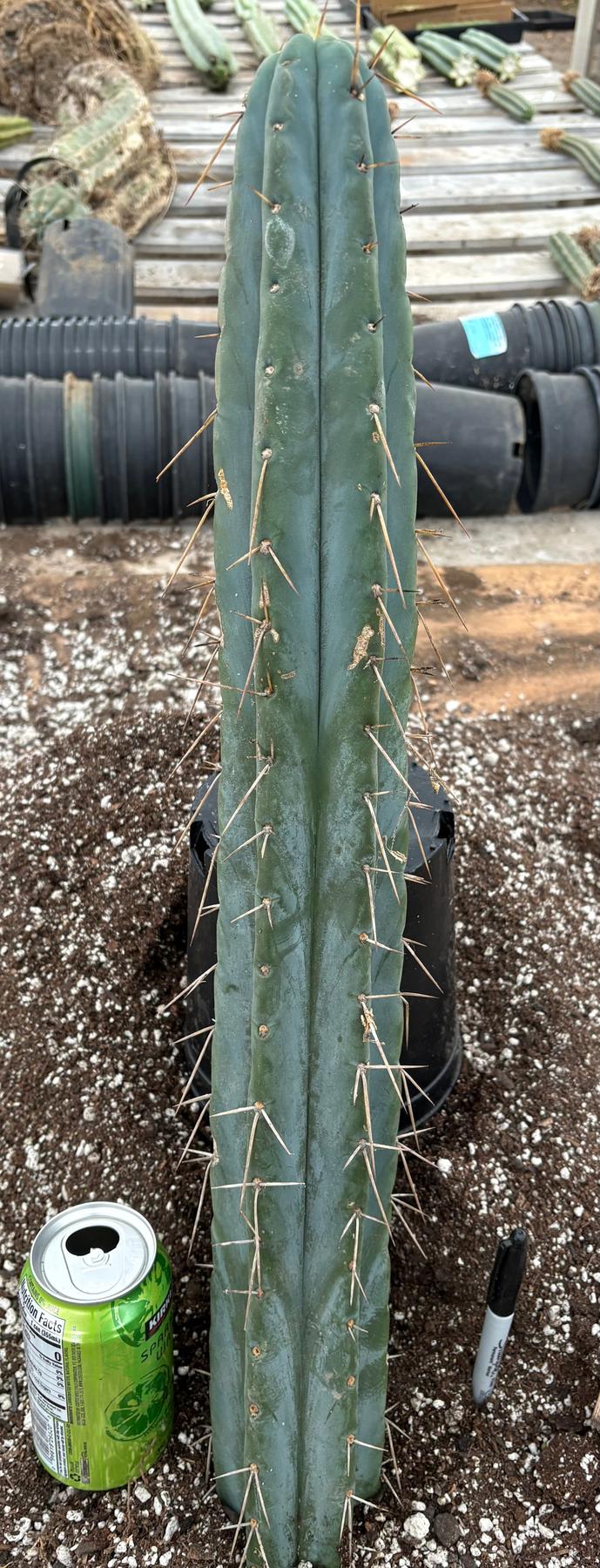 #EC74 EXACT Trichocereus Bridgesii JADA Cactus 24” Cutting-Cactus - Large - Exact-The Succulent Source