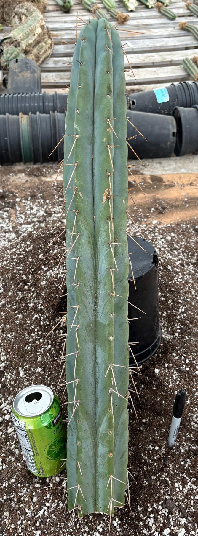 #EC74 EXACT Trichocereus Bridgesii JADA Cactus 24” Cutting-Cactus - Large - Exact-The Succulent Source