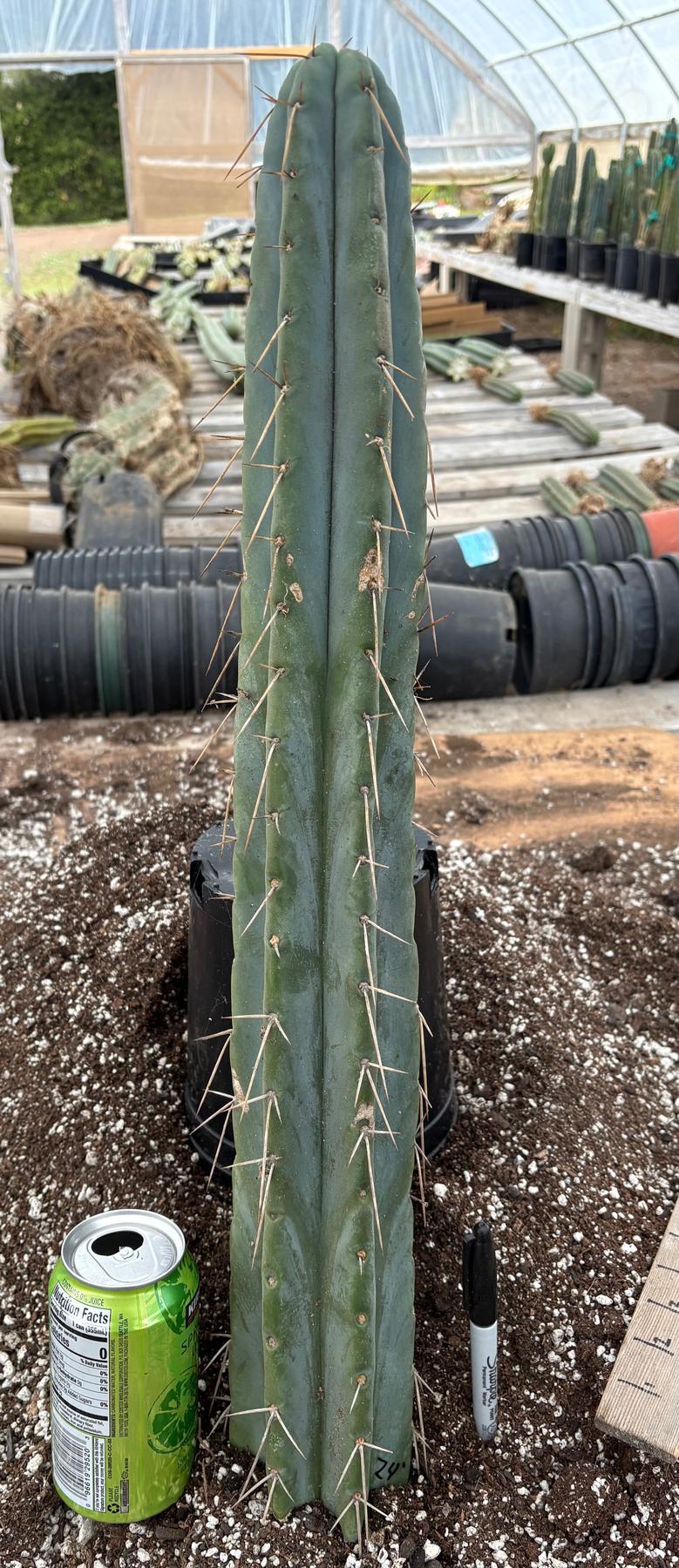 #EC74 EXACT Trichocereus Bridgesii JADA Cactus 24” Cutting-Cactus - Large - Exact-The Succulent Source