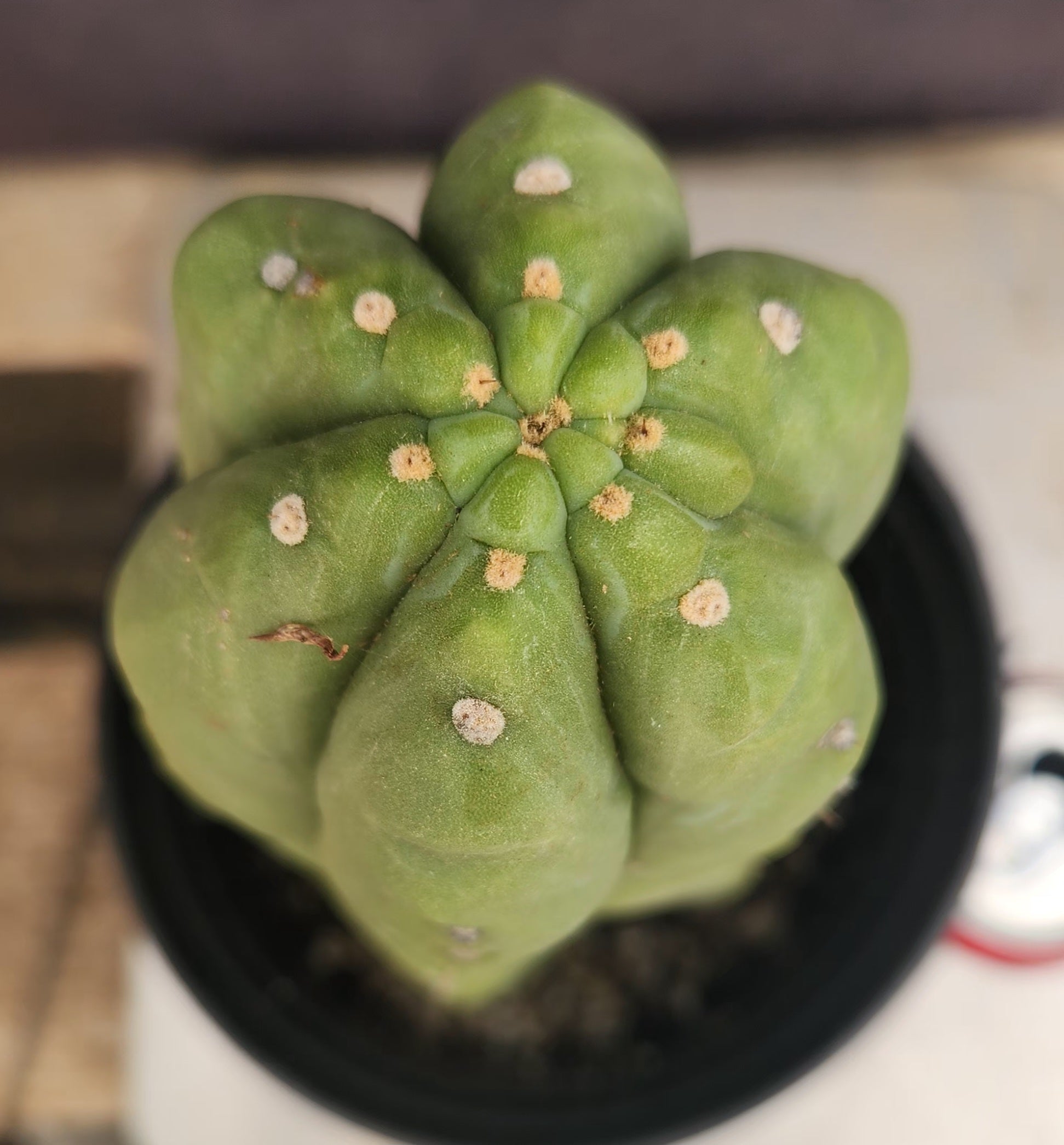 #EC75 EXACT Trichocereus Pachanoi Skip/Campground Cactus 11"-Cactus - Large - Exact-The Succulent Source