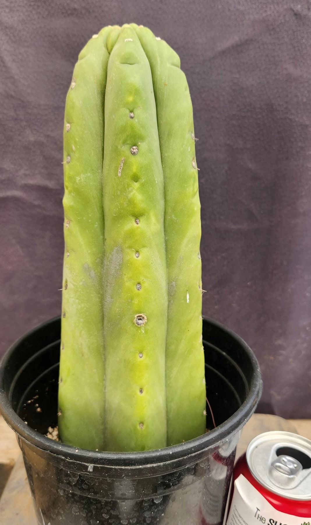 #EC75 EXACT Trichocereus Pachanoi Skip/Campground Cactus 11"-Cactus - Large - Exact-The Succulent Source