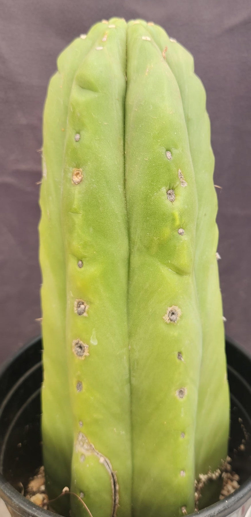 #EC75 EXACT Trichocereus Pachanoi Skip/Campground Cactus 11"-Cactus - Large - Exact-The Succulent Source