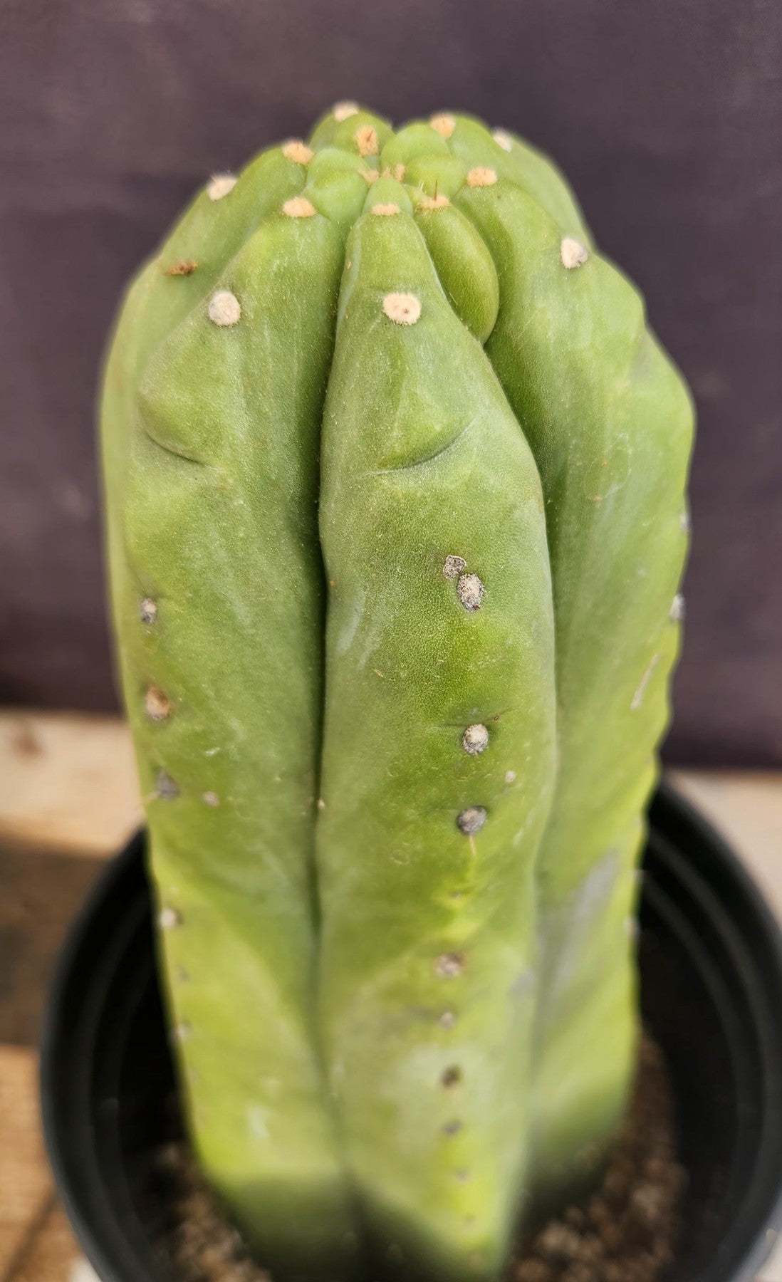 #EC75 EXACT Trichocereus Pachanoi Skip/Campground Cactus 11"-Cactus - Large - Exact-The Succulent Source