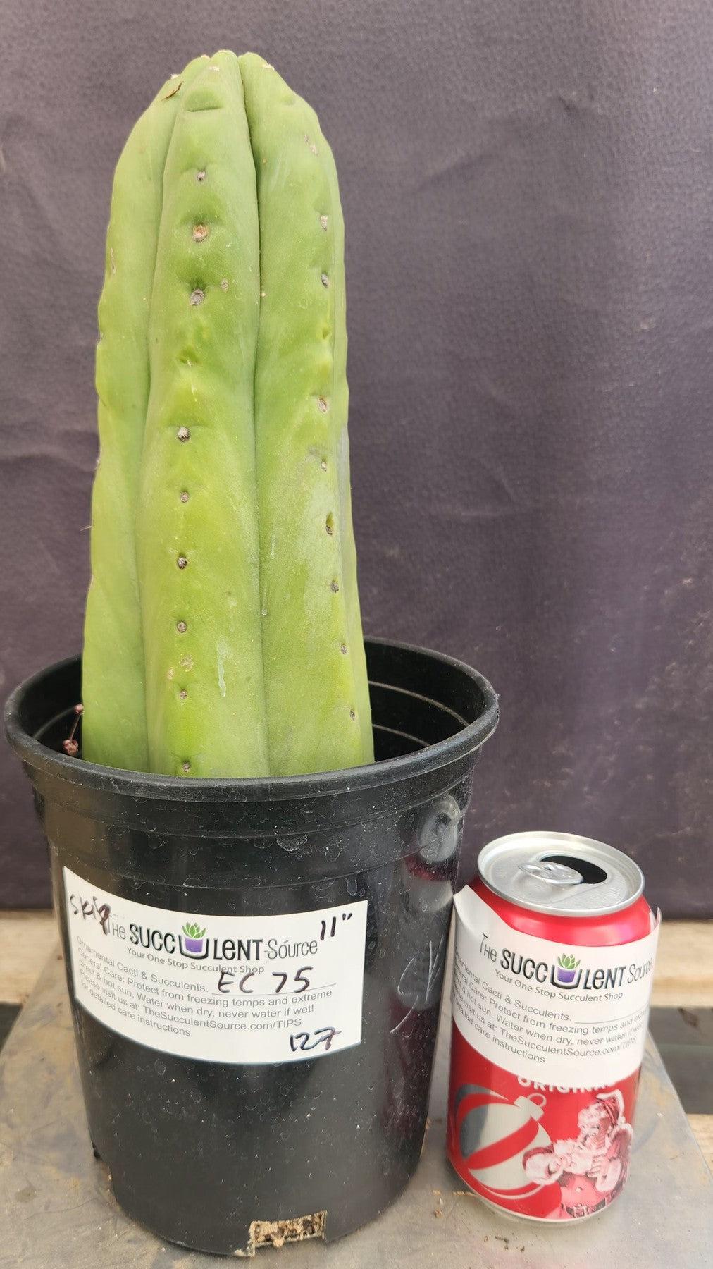 #EC75 EXACT Trichocereus Pachanoi Skip/Campground Cactus 11"-Cactus - Large - Exact-The Succulent Source