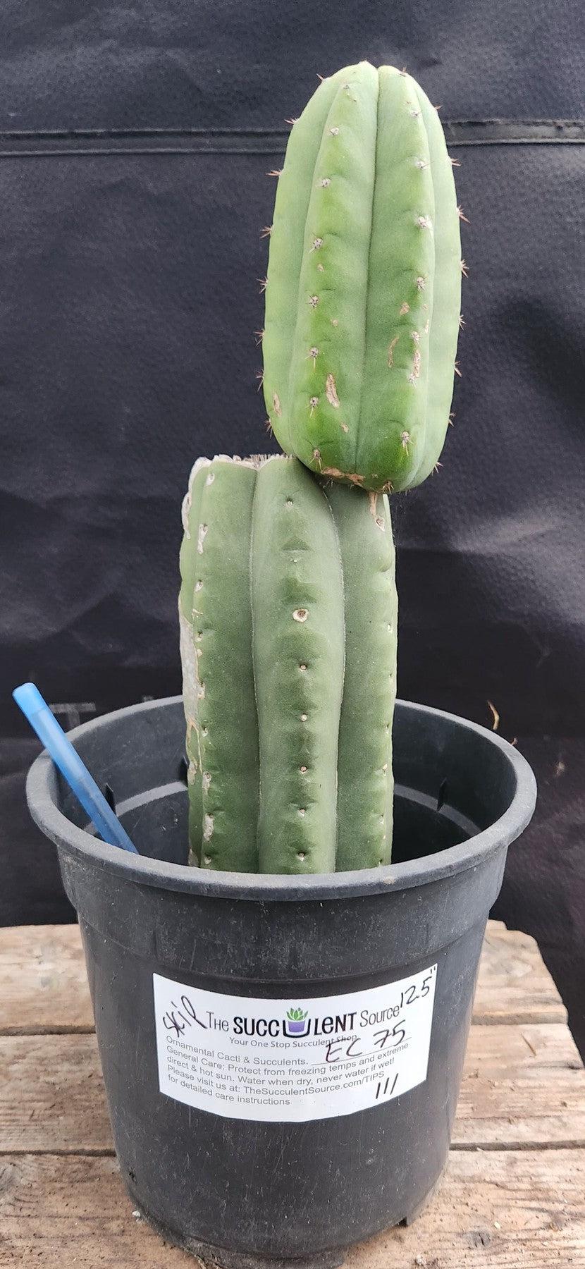 #EC75 EXACT Trichocereus Pachanoi Skip/Campground Cactus 12.5"-Cactus - Large - Exact-The Succulent Source