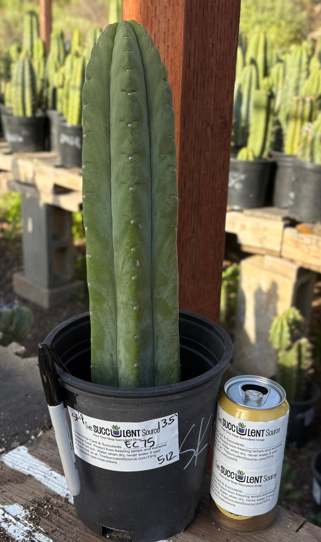 #EC75 EXACT Trichocereus Pachanoi Skip/Campground Cactus 13.5”-Cactus - Large - Exact-The Succulent Source
