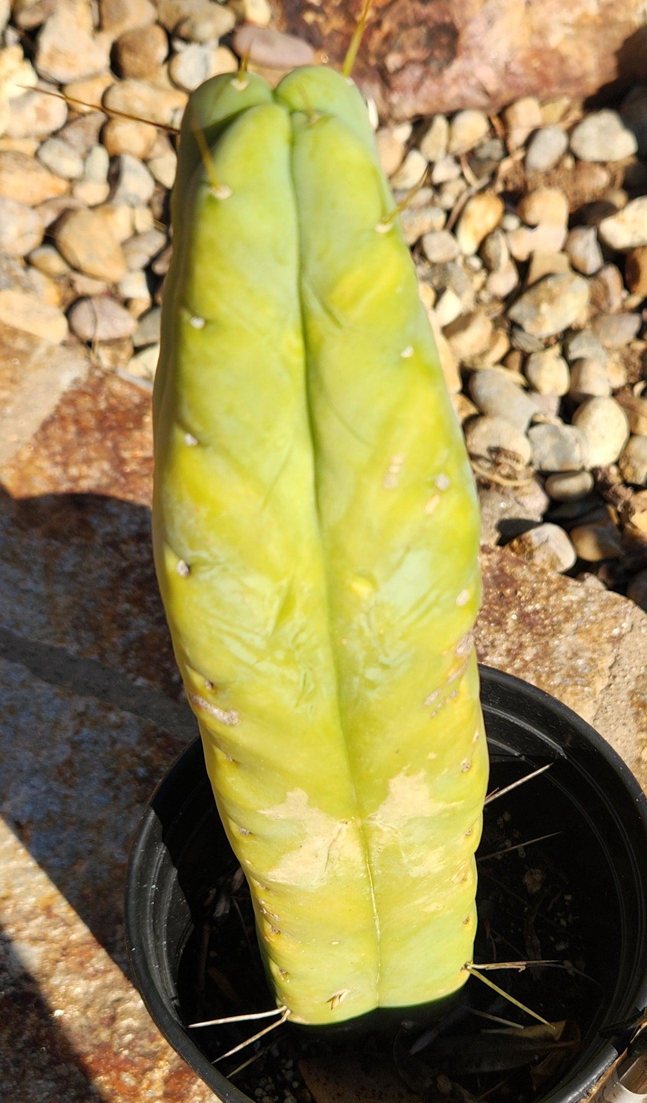 #EC76 EXACT Trichocereus Bridgesii Twin Spine 4 Rib cactus 14”-Cactus - Large - Exact-The Succulent Source