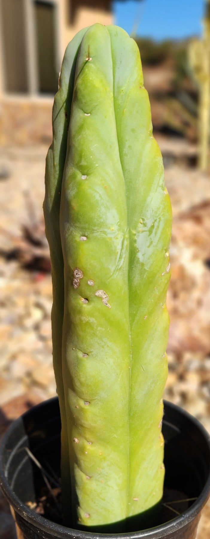 #EC76 EXACT Trichocereus Bridgesii Twin Spine 4 Rib cactus 14”-Cactus - Large - Exact-The Succulent Source