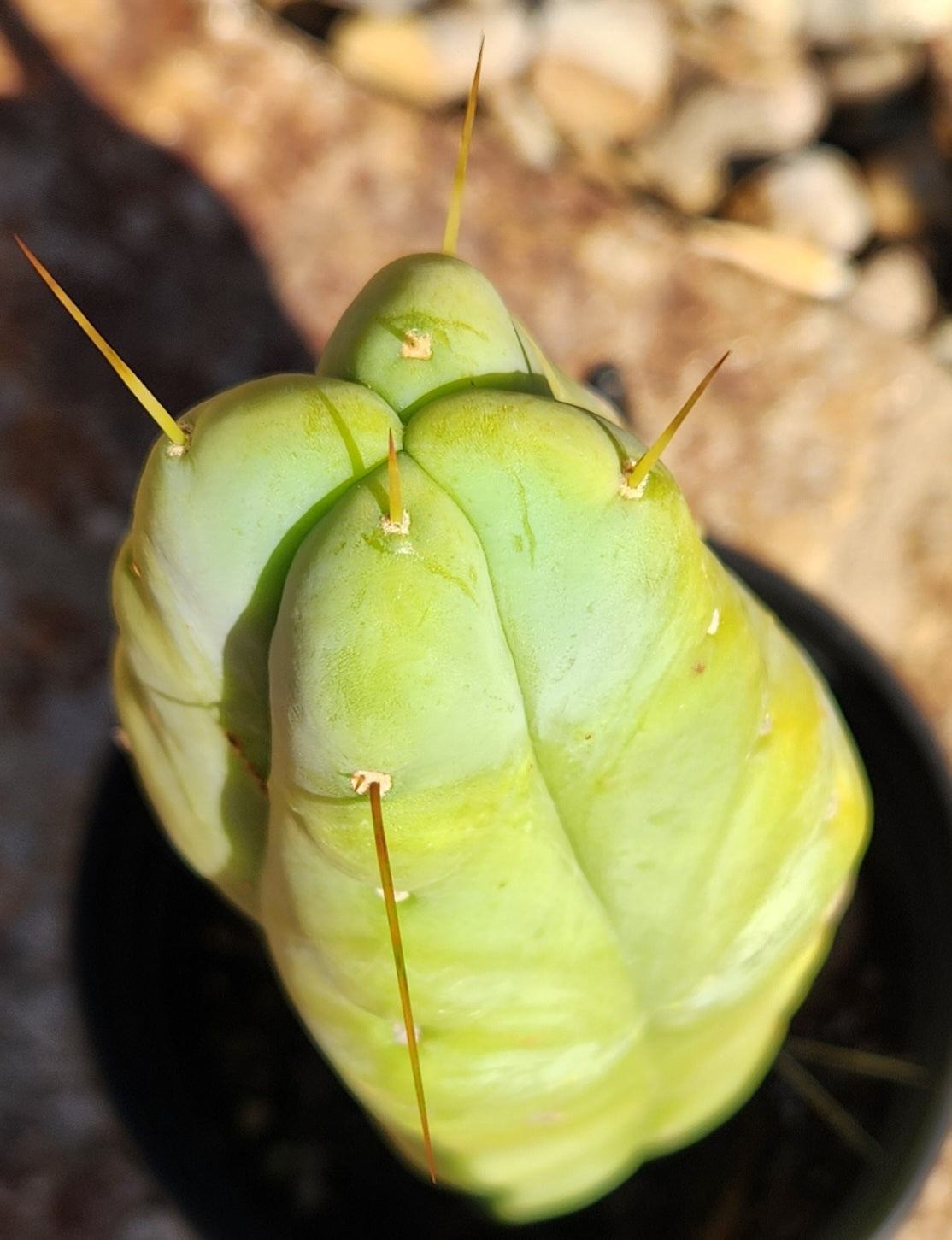 #EC76 EXACT Trichocereus Bridgesii Twin Spine 4 Rib cactus 14”-Cactus - Large - Exact-The Succulent Source