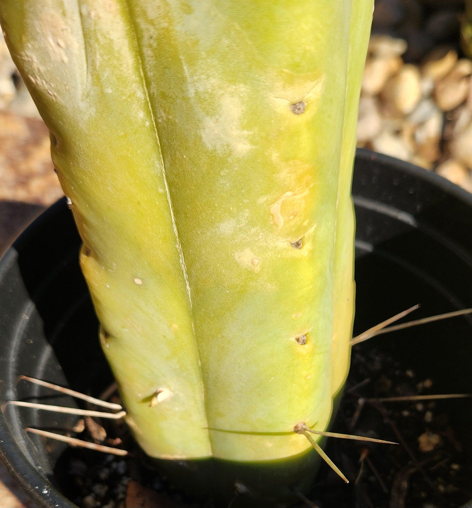 #EC76 EXACT Trichocereus Bridgesii Twin Spine 4 Rib cactus 14”-Cactus - Large - Exact-The Succulent Source