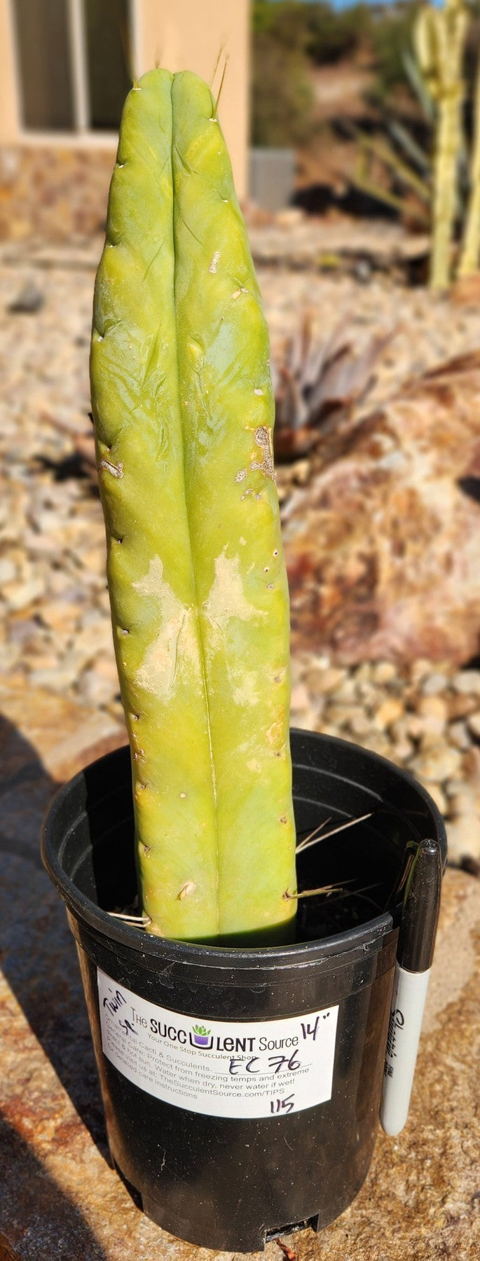 #EC76 EXACT Trichocereus Bridgesii Twin Spine 4 Rib cactus 14”-Cactus - Large - Exact-The Succulent Source