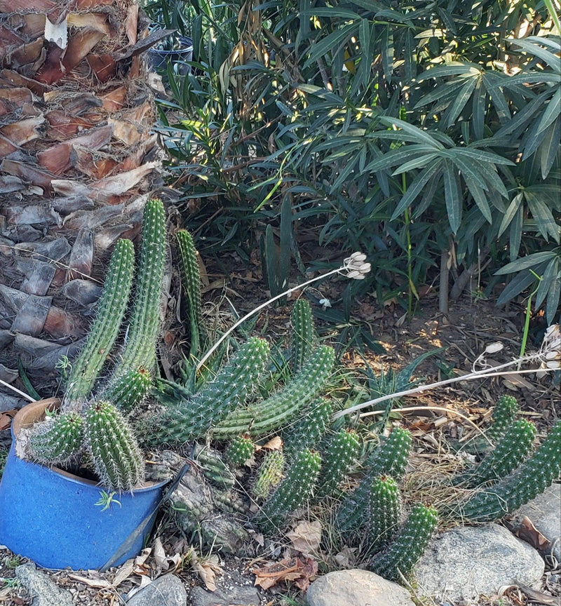 #EC77 EXACT Trichocereus Thelogonus Cactus Cutting 6"