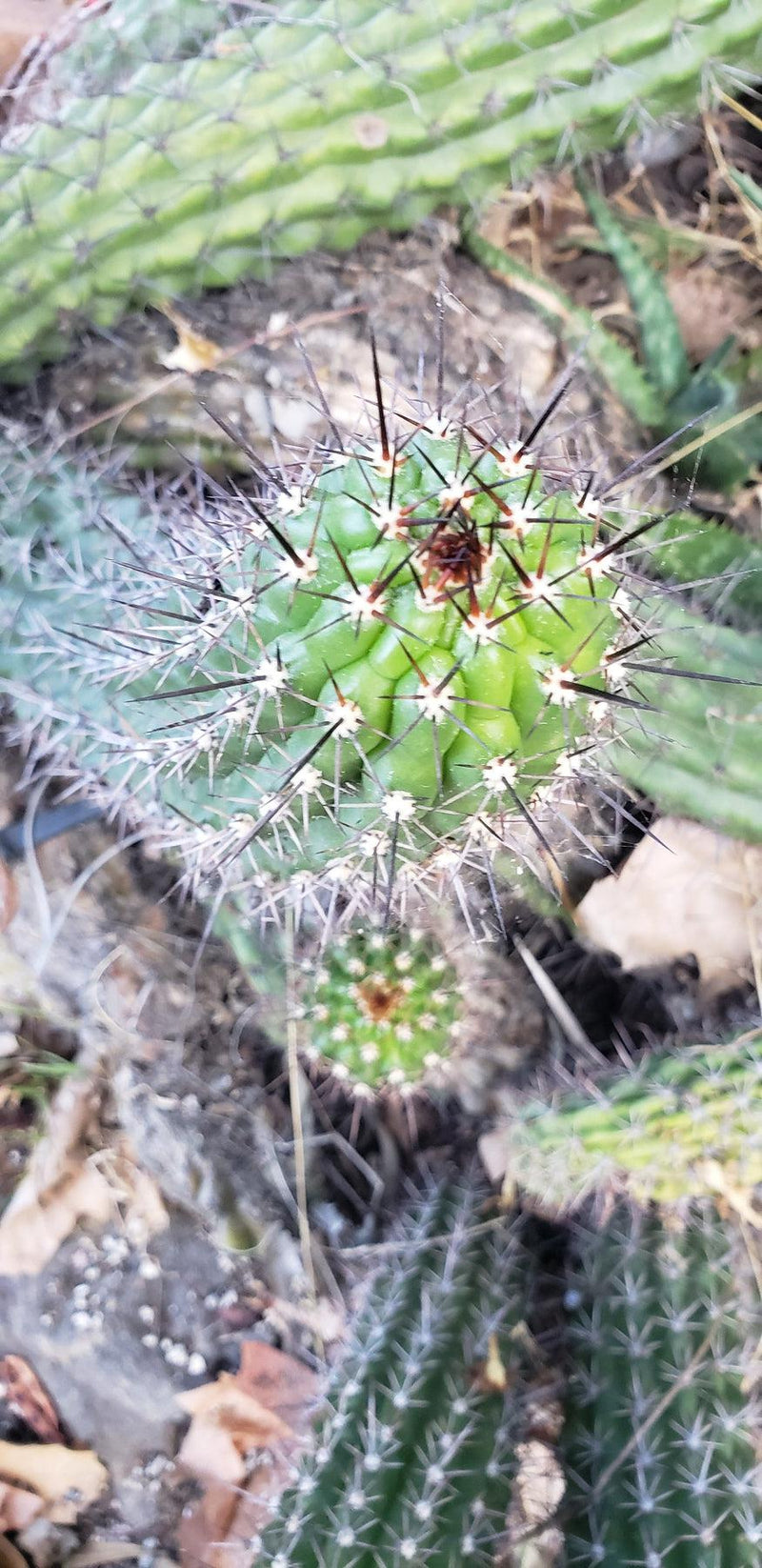 #EC77 EXACT Trichocereus Thelogonus Cactus Cutting 6"