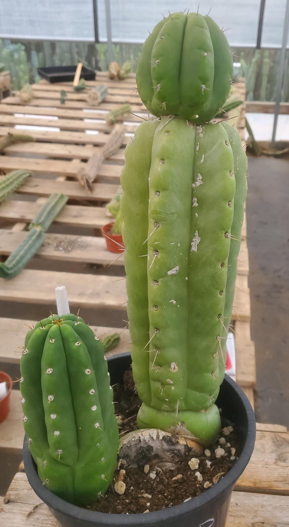 #EC78 EXACT Trichocereus Pachanoi Monstrose Cactus 14.5, 6.5"-Cactus - Large - Exact-The Succulent Source