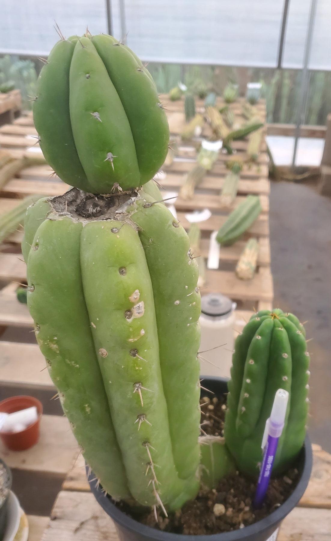 #EC78 EXACT Trichocereus Pachanoi Monstrose Cactus 14.5, 6.5"-Cactus - Large - Exact-The Succulent Source