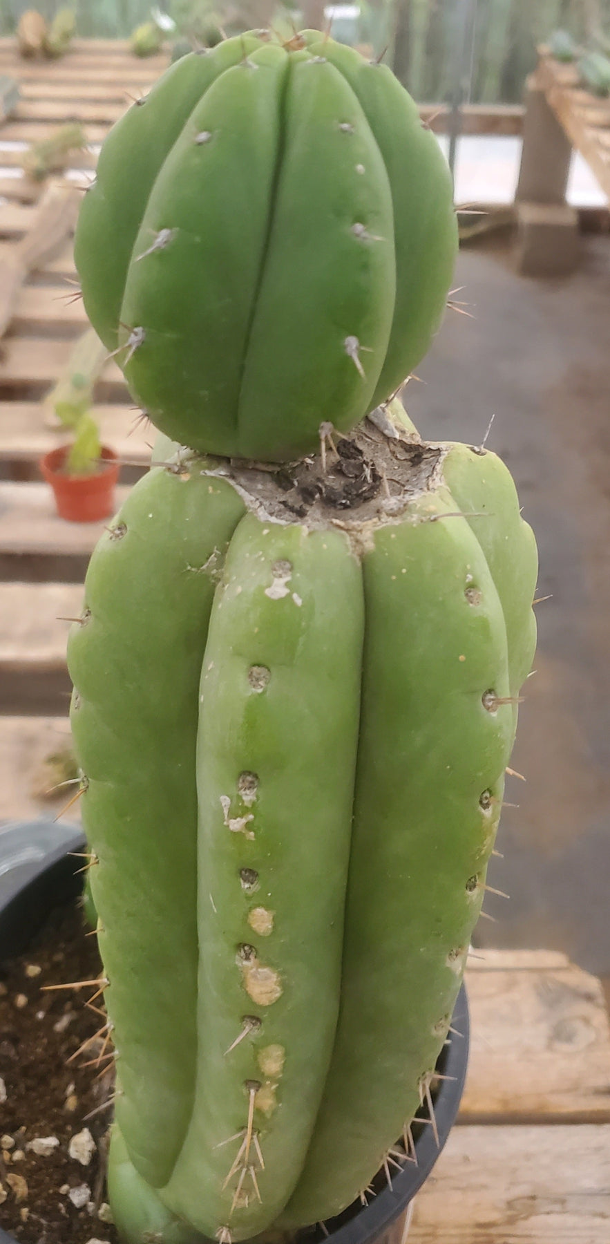 #EC78 EXACT Trichocereus Pachanoi Monstrose Cactus 14.5, 6.5"-Cactus - Large - Exact-The Succulent Source