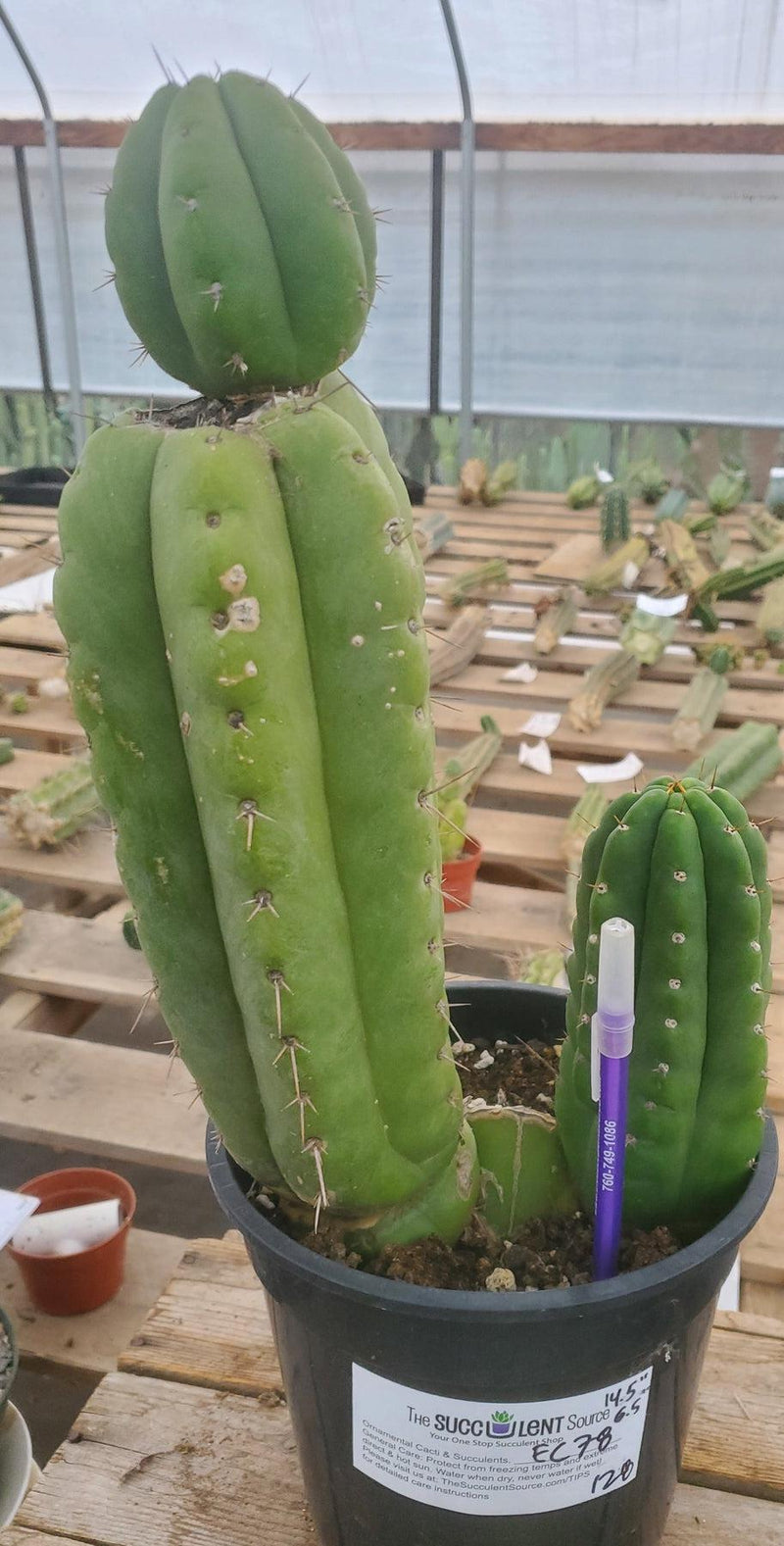 #EC78 EXACT Trichocereus Pachanoi Monstrose TPM Cactus 14.5, 6.5"