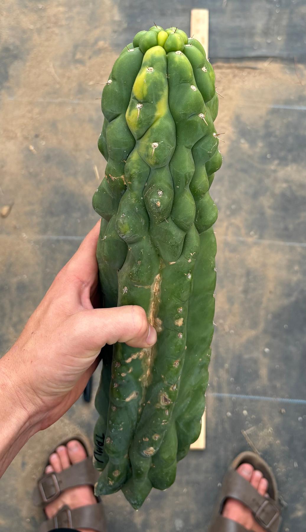 #EC78 EXACT Trichocereus Pachanoi Monstrose TPM variegated San Pedro Cutting 14”-Cactus - Large - Exact-The Succulent Source