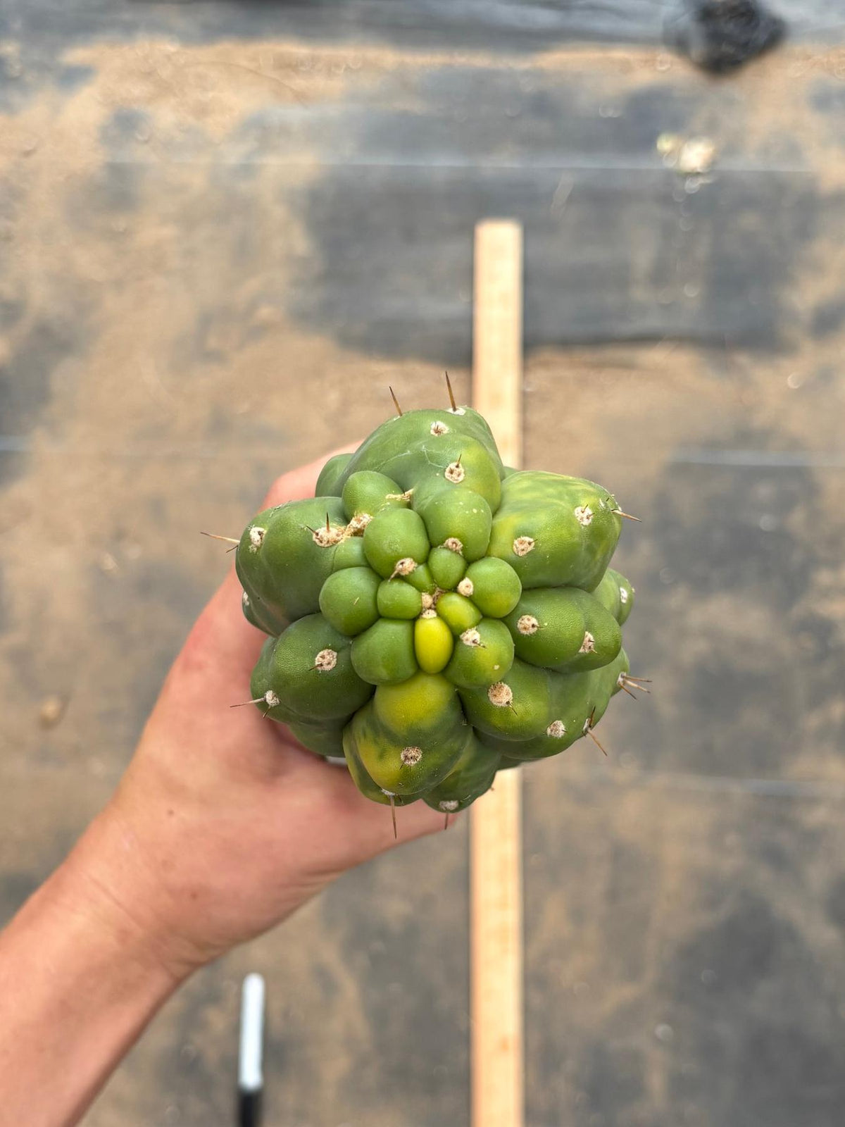 #EC78 EXACT Trichocereus Pachanoi Monstrose TPM variegated San Pedro Cutting 14”-Cactus - Large - Exact-The Succulent Source
