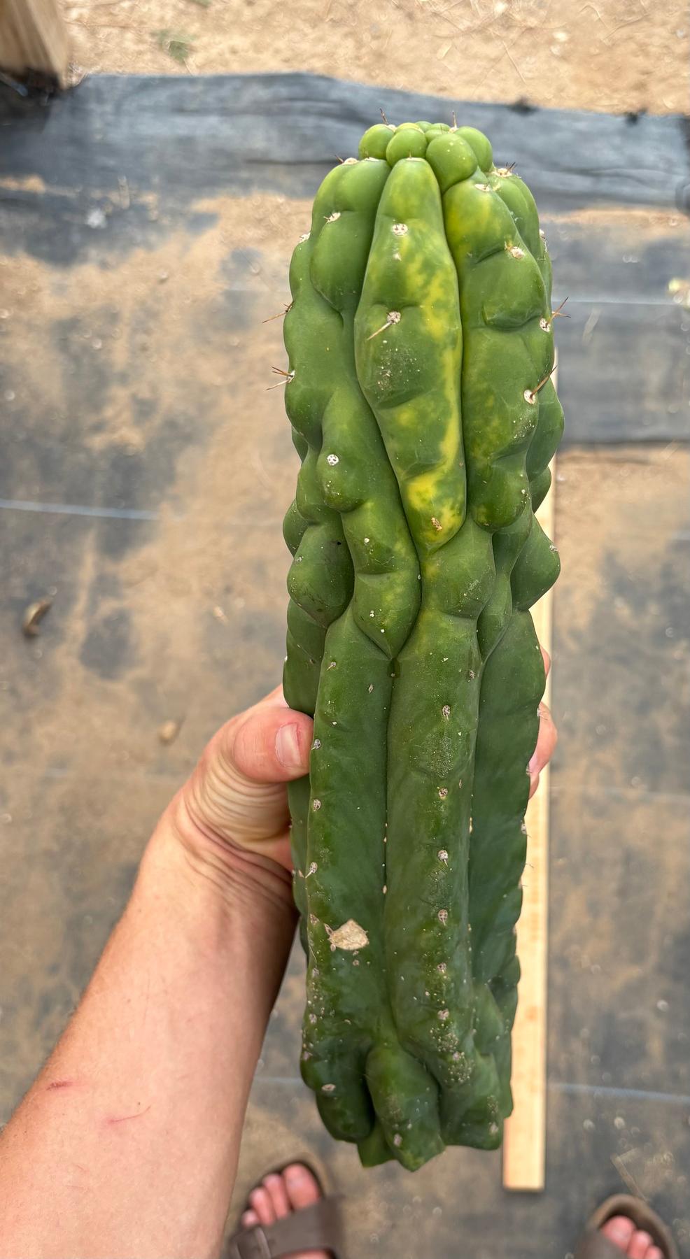 #EC78 EXACT Trichocereus Pachanoi Monstrose TPM variegated San Pedro Cutting 14”-Cactus - Large - Exact-The Succulent Source