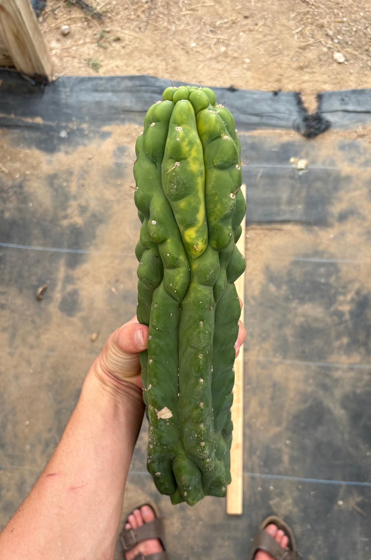 #EC78 EXACT Trichocereus Pachanoi Monstrose TPM variegated San Pedro Cutting 14”-Cactus - Large - Exact-The Succulent Source