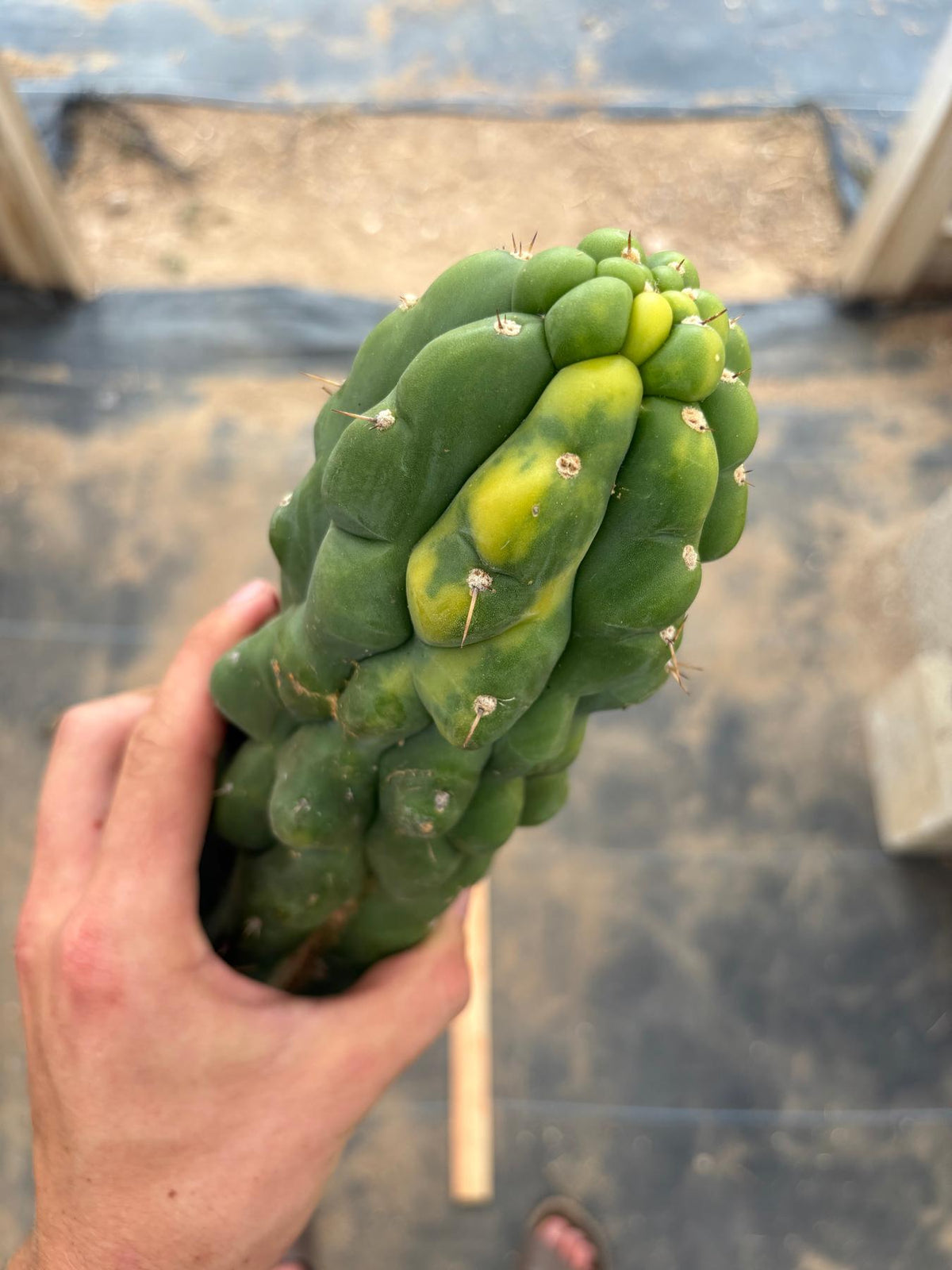 #EC78 EXACT Trichocereus Pachanoi Monstrose TPM variegated San Pedro Cutting 14”-Cactus - Large - Exact-The Succulent Source